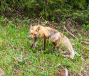 RedFox003